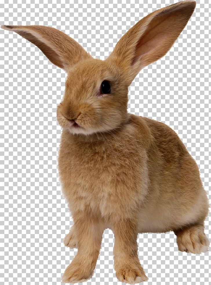 European Rabbit Cottontail Rabbit PNG, Clipart, Animals, Cottontail Rabbit, Croissant, Desktop Wallpaper, Display Resolution Free PNG Download