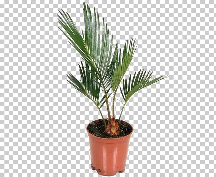 Asian Palmyra Palm Sago Palm Houseplant Arecaceae PNG, Clipart, Arecaceae, Arecales, Asian Palmyra Palm, Borassus, Borassus Flabellifer Free PNG Download