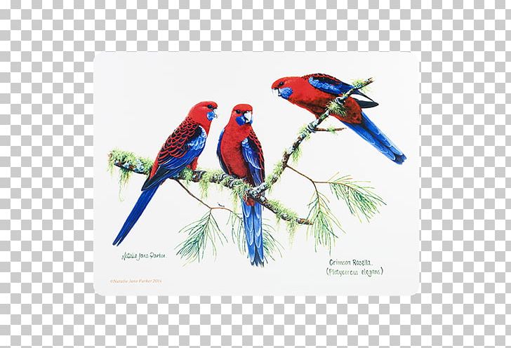Bird Fauna Of Australia Crimson Rosella Loriini PNG, Clipart, Animal, Animals, Australia, Beak, Bird Free PNG Download