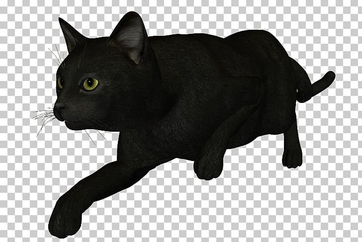 Black Cat Bombay Cat Korat Chartreux Manx Cat PNG, Clipart, Asian, Author, Black, Black And White, Black Cat Free PNG Download