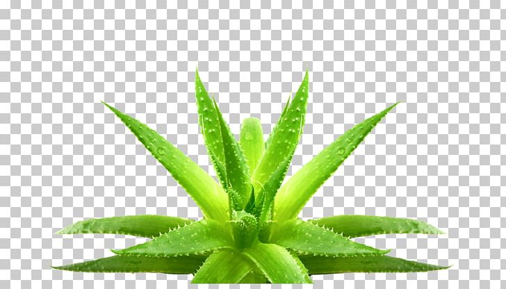 Aloe Vera Leaf Eyebrow Gel Plant PNG, Clipart, Aloe, Aloe Vera, Eyebrow, Flowerpot, Gel Free PNG Download