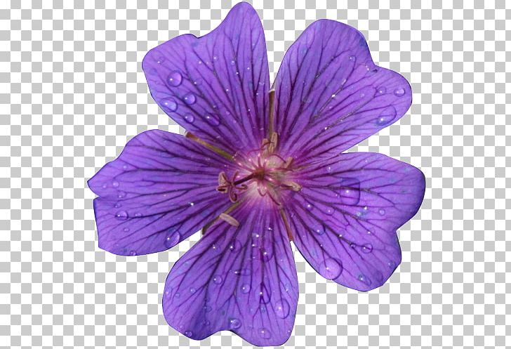 Flower Purple PNG, Clipart, Art, Blog, Clip Art, Floristry, Flower Free PNG Download