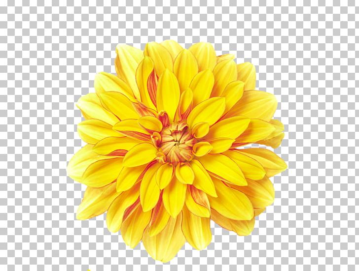 Flower Yellow Chrysanthemum Xd7grandiflorum PNG, Clipart, Calendula, Chrysanthemum Chrysanthemum, Chrysanthemums, Color, Dahlia Free PNG Download