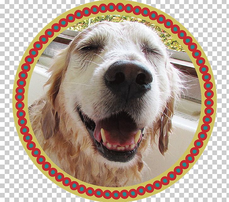 Golden Retriever Dog Breed トリミングスタジオ４-ＤＯＧＳ Spaniel Microbubbles PNG, Clipart, Animals, Carnivoran, Companion Dog, Dog, Dog Breed Free PNG Download