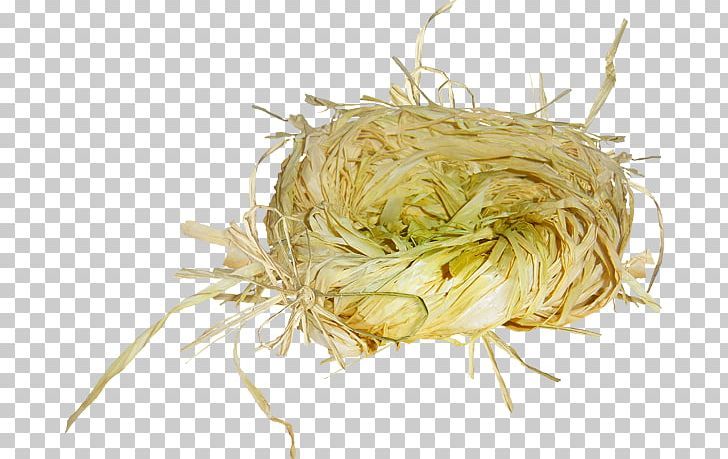 Namul Tree Flower PNG, Clipart, Bean Sprouts, Capellini, Commodity, Flower, Food Free PNG Download