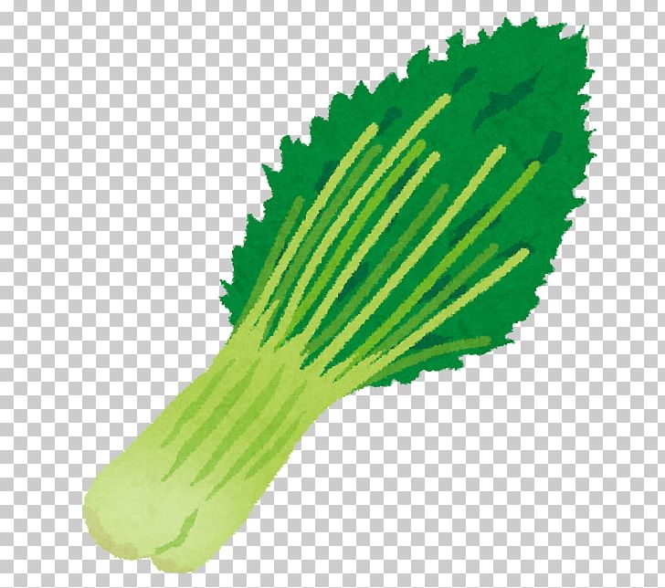 Vegetable Brassica Rapa Subsp. Japonica Mizuna Salad Mustards PNG, Clipart, Brush, Cabbage, Crab Stick, Daikon, Food Drinks Free PNG Download