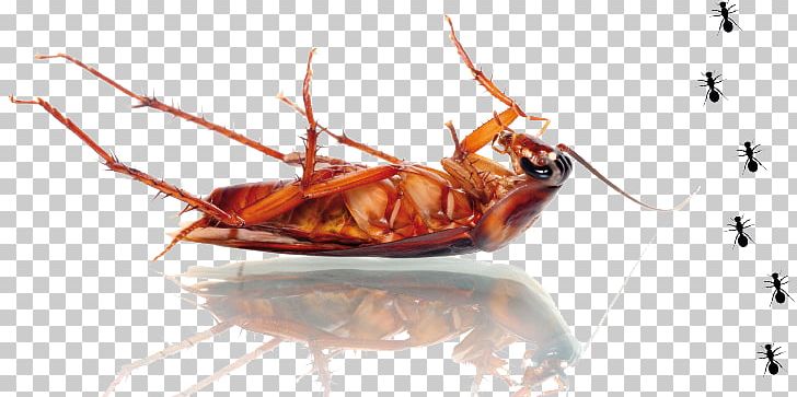 Cockroach Mosquito Pest Control Bed Bug PNG, Clipart, American Cockroach, Animals, Arthropod, Bed Bug, Cockroach Free PNG Download
