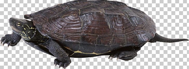 Common Snapping Turtle Box Turtle Tortoise Sea Turtle PNG, Clipart, Animal Figure, Animals, Box Turtle, Button, Chart Free PNG Download
