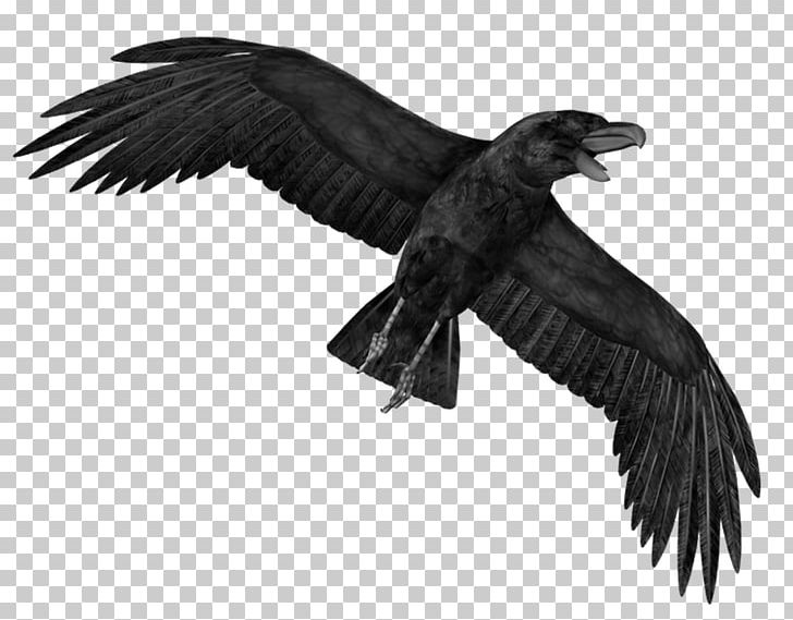 Crows Display Resolution PNG, Clipart, Accipitriformes, Bald Eagle, Bbcode, Beak, Bird Free PNG Download