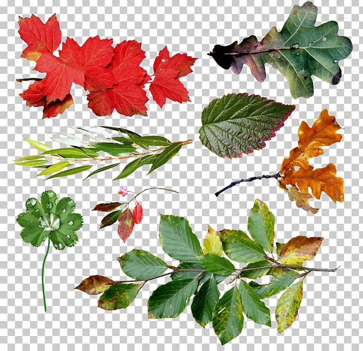 Leaf Branch Tree PNG, Clipart, Alder, Branch, Cottonwood, Flower, Flowering Plant Free PNG Download