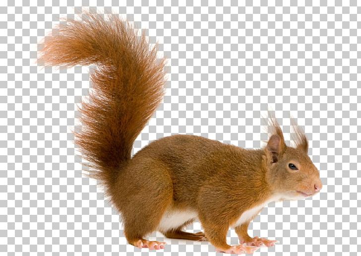 Squirrel PNG, Clipart, Animals, Computer Graphics, Dots Per Inch, Download, Fauna Free PNG Download