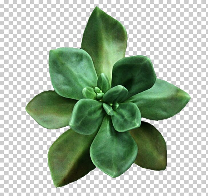 Succulent Plant Cactaceae Echeveria PNG, Clipart, Cactaceae, Clip Art, Desktop Wallpaper, Drawing, Echeveria Free PNG Download
