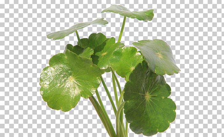 Centella Asiatica Dietary Supplement Hydrocotyle Sibthorpioides Cellulite Herb PNG, Clipart, Annual Plant, Antibabypille, Cellulite, Centella, Centella Asiatica Free PNG Download