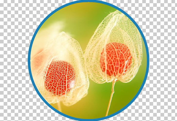 Chinese Lantern Seed Desktop Plant PNG, Clipart, Chinese Lantern, Depth Of Field, Desktop Wallpaper, Fruit, Gemma Di Manetto Donati Free PNG Download