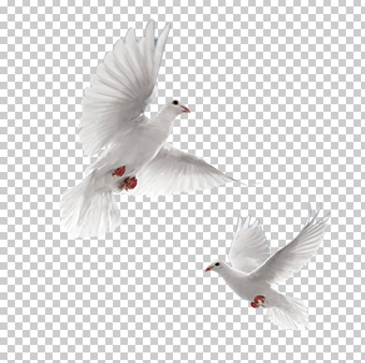 Rock Dove Columbidae 54 Cards Doves As Symbols PNG, Clipart, 54 Cards, Android, Animals, Beak, Bird Free PNG Download