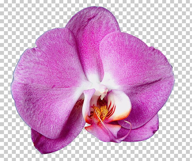 Moth Orchids Artificial Flower Cattleya Orchids PNG, Clipart, Cattleya Orchids, Cicek, Cicekler, Cicek Resim, Cicek Resimleri Free PNG Download