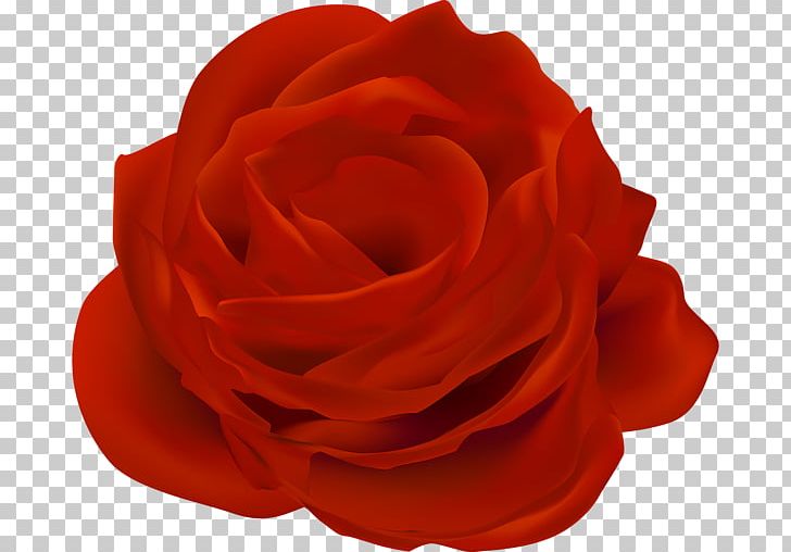 Garden Roses Blue Rose PNG, Clipart, Blue Rose, Boy, Clip, Clip Art, Cut Flowers Free PNG Download