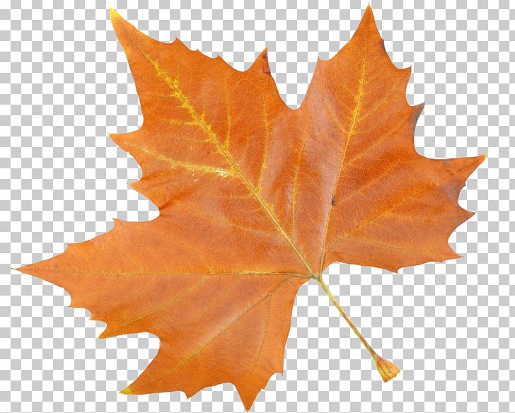 Maple Leaf Feature PNG, Clipart, Autumn, Autumn Leaf, Autumn Leaves, Cosa, Deciduous Free PNG Download