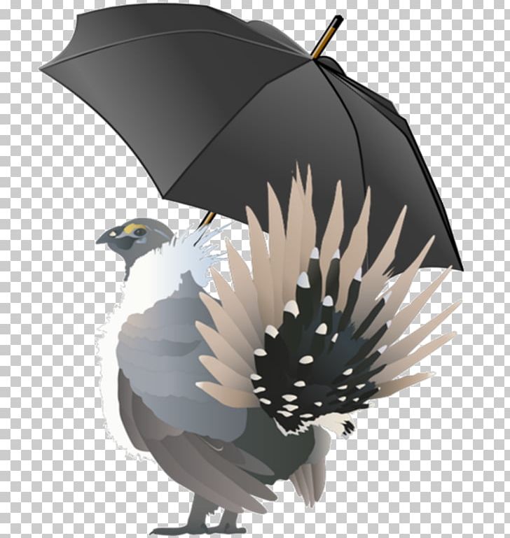 Bird Umbrella Species Greater Sage-grouse PNG, Clipart, Animals, Beak, Bird, Bird Of Prey, Conservation Free PNG Download