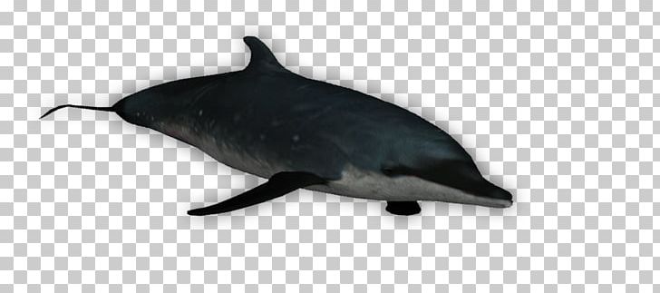 Common Bottlenose Dolphin Tucuxi Porpoise PNG, Clipart, Animals, Bottlenose Dolphin, Common Bottlenose Dolphin, Dolphin, Fauna Free PNG Download