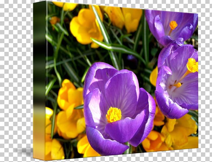 Crocus Primrose Gallery Wrap Canvas Wildflower PNG, Clipart, Annual Plant, Art, Canvas, Computer, Computer Wallpaper Free PNG Download