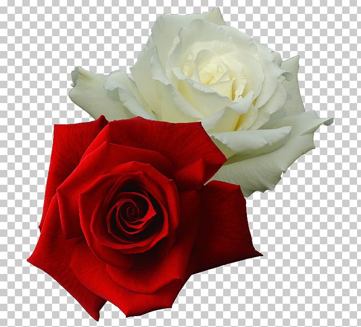 Garden Roses Portable Network Graphics White Rose Of York Red Damask Rose PNG, Clipart, Cut Flowers, Damask Rose, Floribunda, Flower, Flowering Plant Free PNG Download