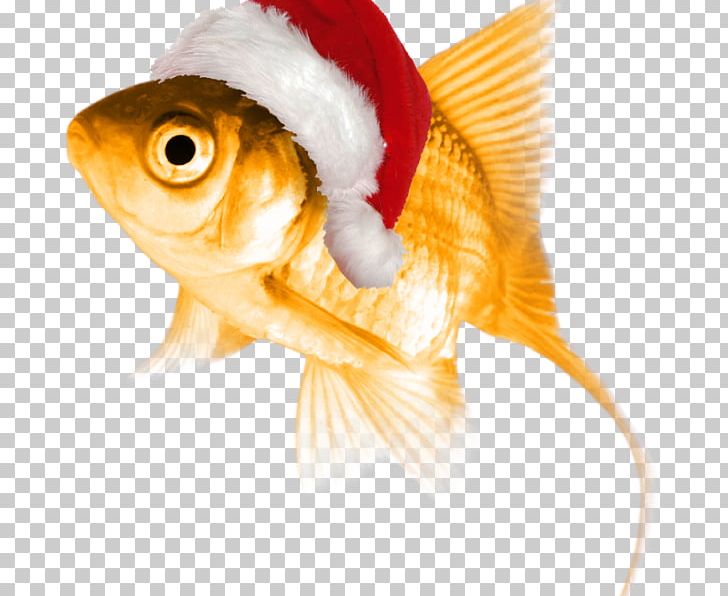 Goldfish The Normal Personality Thought PNG, Clipart, Bony Fish, Cat In The Hat Fish, Fin, Fish, Goldfish Free PNG Download