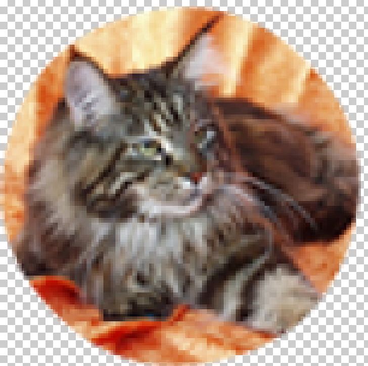 Maine Coon Kitten Raccoon Tabby Cat Norwegian Forest Cat PNG, Clipart, Animals, Bicolor Cat, Breed, California Spangled, Carnivoran Free PNG Download