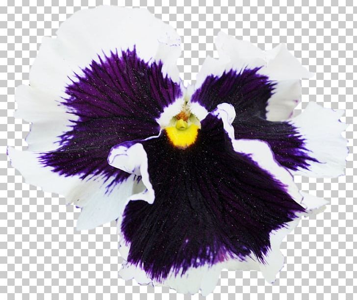 Pansy Violet Petal PNG, Clipart, Flower, Flowering Plant, Iris, Iris Family, Nature Free PNG Download