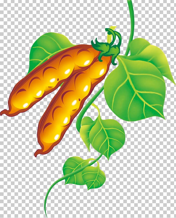 Pea Fruit Vegetable Food PNG, Clipart, Bean, Crop, Decorative Elements, Design Element, Elements Free PNG Download