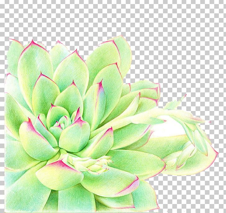 Succulent Plant Watercolor Painting PNG, Clipart, Babies, Baby, Baby Animals, Baby Announcement, Baby Announcement Card Free PNG Download