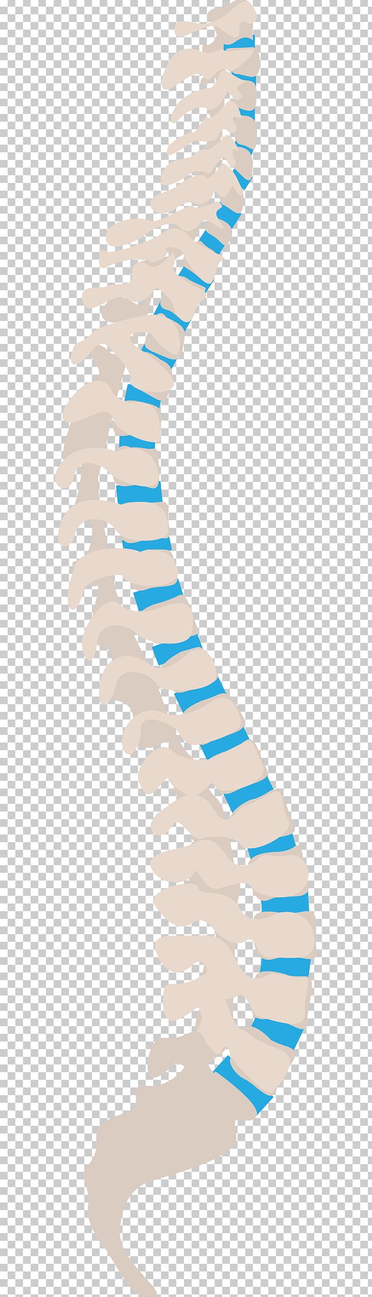 Vertebral Column Spinal Nerve Human Back Neutral Spine Sciatic Nerve PNG, Clipart, Almubarak Vector, Angle, Area, Arm, Bone Free PNG Download