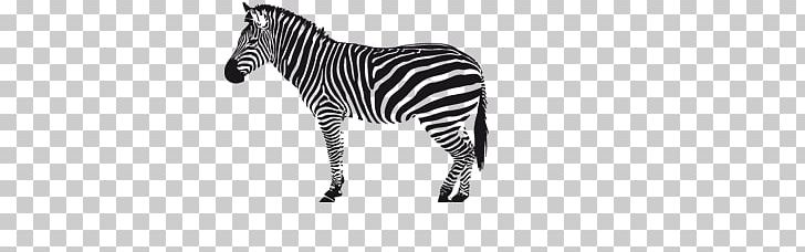 Zebra PNG, Clipart, Zebra Free PNG Download