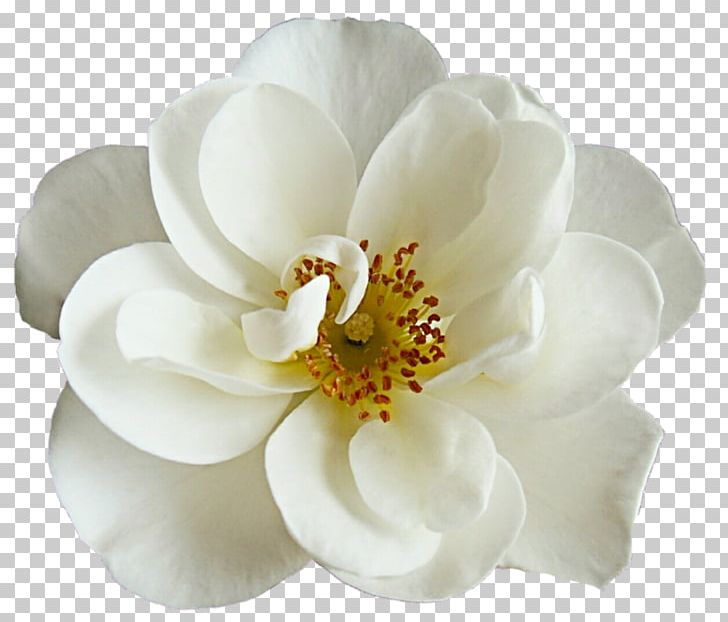 Flower Bouquet White Rose PNG, Clipart, Cut Flowers, Flower, Flower Bouquet, Flowering Dogwood, Flowering Plant Free PNG Download