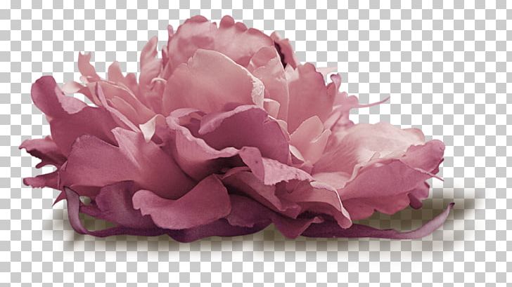 Flower Cabbage Rose Petal PNG, Clipart, Author, Blog, Cut Flowers, Examination, Flower Free PNG Download
