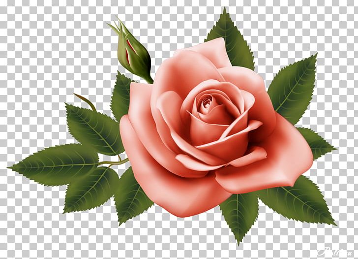 Garden Roses Centifolia Roses Flower PNG, Clipart, Centifolia Roses, Cut Flowers, Digital Image, Encapsulated Postscript, Flower Free PNG Download