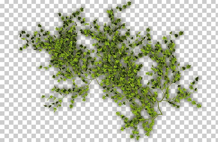 Virginia Creeper Vine Computer Icons PNG, Clipart,  Free PNG Download