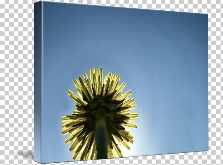 Dandelion Stock Photography Sky Plc PNG, Clipart, Dandelion, Flower, Flowers, Photography, Sky Free PNG Download