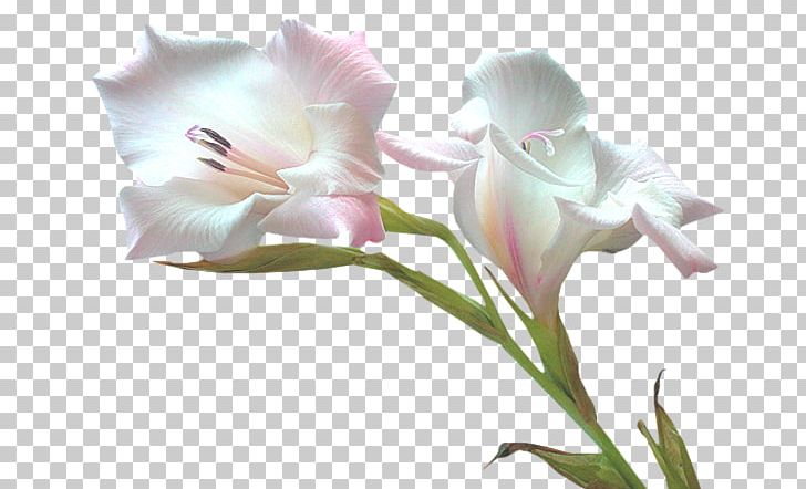 Flower PNG, Clipart, Amaryllis Belladonna, Blog, Cicek, Cicek Resimleri, Com Free PNG Download