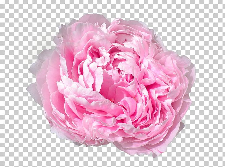 Peony Pink Flowers Pink Flowers Rose PNG, Clipart, Artificial Flower, Blog, Cake, Color, Cut Flowers Free PNG Download