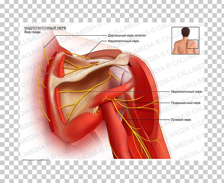 Suprascapular Nerve Suprascapular Artery Anatomy Dorsal Scapular Nerve PNG, Clipart, Anatomy, Arm, Axillary Nerve, Blood Vessel, Coronal Plane Free PNG Download