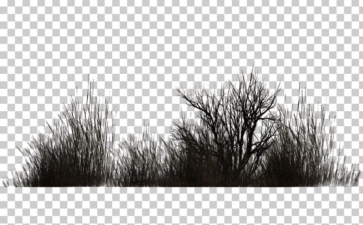 Vegetation Shrub Plant Tree Winter PNG, Clipart, Black And White, Branch, Computer Wallpaper, Desktop Wallpaper, Deviantart Free PNG Download