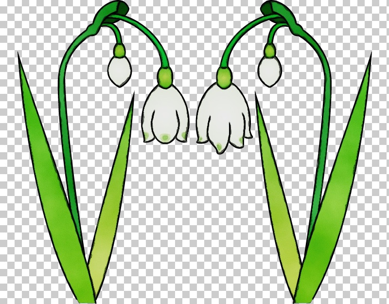 Galanthus Snowdrop Flower Green Summer Snowflake PNG, Clipart, Flower, Galanthus, Green, Leaf, Line Art Free PNG Download