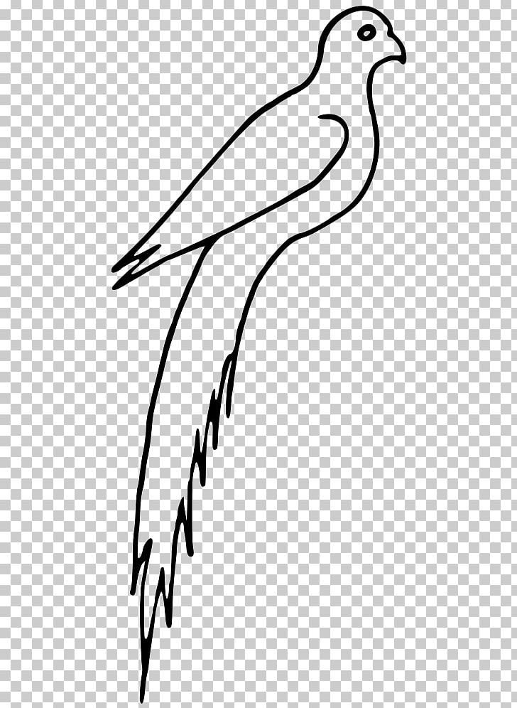 Beak Frigatebird PNG, Clipart, Animals, Beak, Bird, Black And White, Branch Free PNG Download