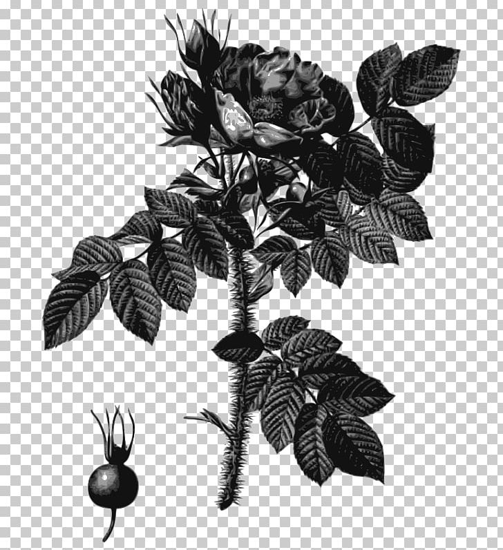 Les Roses: Paris PNG, Clipart, Art, Black And White, Botanical Illustration, Branch, Centifolia Roses Free PNG Download