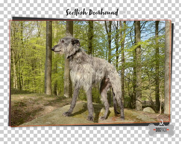 Scottish Deerhound Irish Wolfhound Dog Breed German Shorthaired Pointer Scotland PNG, Clipart, Affenpinscher, Breed, Carnivoran, Coursing, Dog Free PNG Download