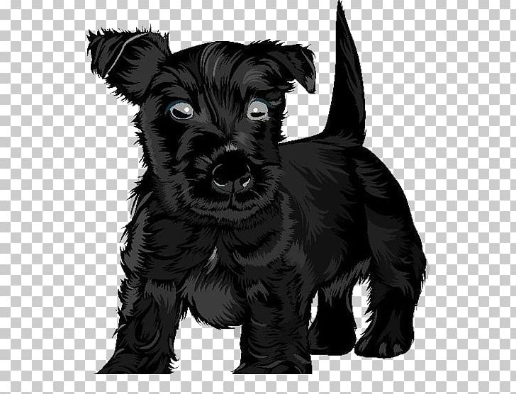 Scottish Terrier Black Russian Terrier Puppy PNG, Clipart, Animals, Background Black, Black, Black Dog, Black Hair Free PNG Download