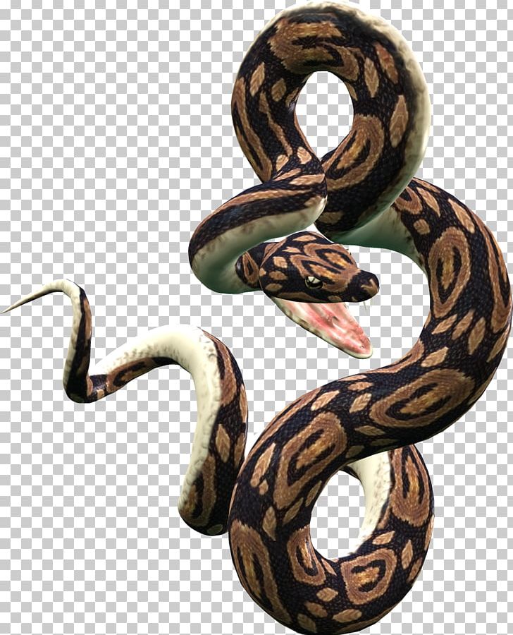 Snake Reticulated Python Ball Python PNG, Clipart, Animals, Ball Python, Boa Constrictor, Boas, Body Jewelry Free PNG Download