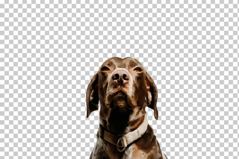 Dog Sporting Group Pointer German Shorthaired Pointer Hunting Dog PNG, Clipart, Dog, German Shorthaired Pointer, Hunting Dog, Paint, Pointer Free PNG Download