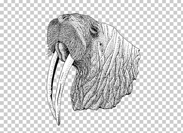 Walrus White Snout PNG, Clipart, Animals, Black And White, Carnivoran, Dinosaur, Drawing Free PNG Download